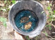 Heboh, Warga Desa Naga Kesiangan Temukan Dua Granat Nanas Di Sungai