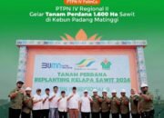 PTPN IV Regional II Gelar Tanam Perdana 1.600 Ha Sawit di Kebun Padang Matinggi