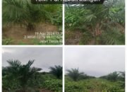 PTPN IV Regional 1 Unit Kebun Bangun Giat Laksanakan Perawatan TBM Sesuai Barchat