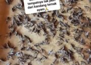 Arogansi Kades Ciasem Baru&nbsp; Usir Wartawan Saat Audensi Limbah Kandang Ayam Ada Apa…?