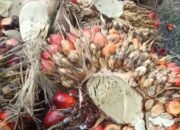 TBS Restan Menumpuk Hingga 5 Hari di Afdeling III Kebun Bukit Lima, Kinerja Manajemen Disorot