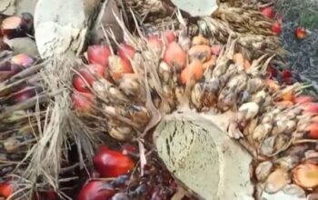 TBS Restan Menumpuk Hingga 5 Hari di Afdeling III Kebun Bukit Lima, Kinerja Manajemen Disorot