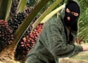 Dirut PTPN IV PalmCo Diminta Evaluasi Kinerja Manajemen Kebun Bukit Lima Terkait Maraknya Pencurian TBS