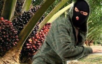 Dirut PTPN IV PalmCo Diminta Evaluasi Kinerja Manajemen Kebun Bukit Lima Terkait Maraknya Pencurian TBS