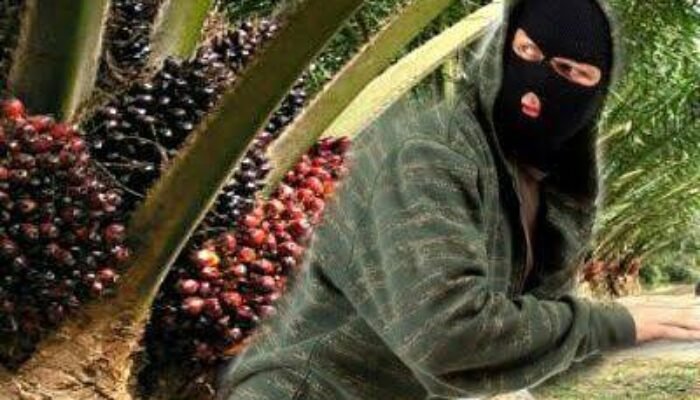 Dirut PTPN IV PalmCo Diminta Evaluasi Kinerja Manajemen Kebun Bukit Lima Terkait Maraknya Pencurian TBS