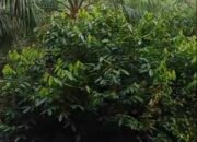 Diduga Biaya Pemeliharaan Menguap di Unit Kebun Bukit Lima, GM Distrik I, Manager, dan Askep Bungkam Saat Dikonfirmasi Wartawan