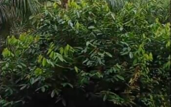Diduga Biaya Pemeliharaan Menguap di Unit Kebun Bukit Lima, GM Distrik I, Manager, dan Askep Bungkam Saat Dikonfirmasi Wartawan