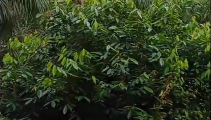 Diduga Biaya Pemeliharaan Menguap di Unit Kebun Bukit Lima, GM Distrik I, Manager, dan Askep Bungkam Saat Dikonfirmasi Wartawan