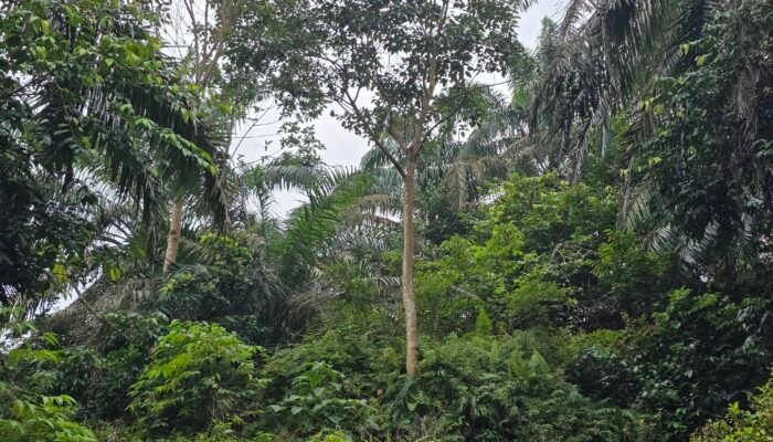 Sorotan Terhadap Operasional Kebun Bukit Lima, Publik Minta Klarifikasi Manajemen PTPN IV Regional II